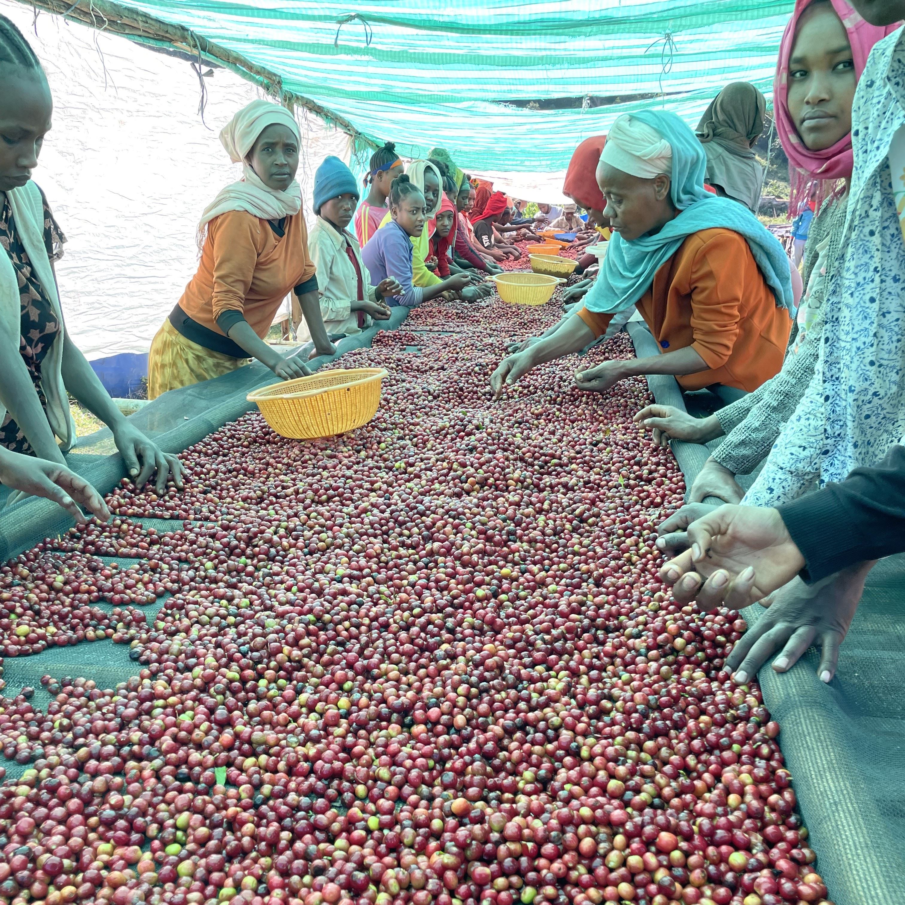 maramフルーツ オーチャードフルーツ 茶葉50g｜ラ・メゾン公式通販